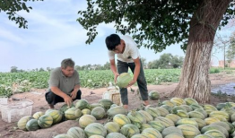 林州吃瓜大爆料是谁,幕后推手是谁？